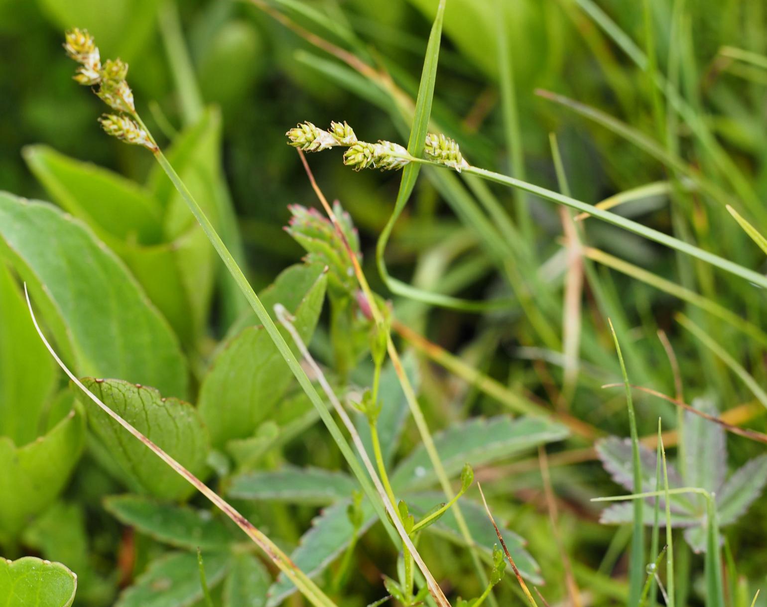 Sedge, White